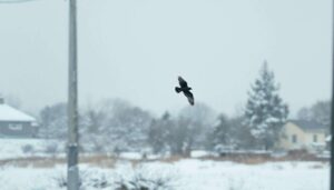 Warum Vögel im Winter gegen Fenster fliegen – Experten erklären die wahre Bedeutung
